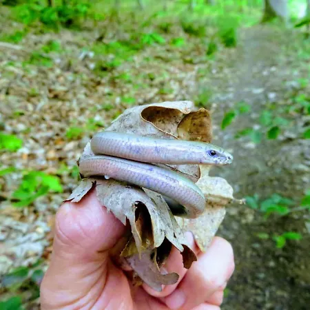 아파트 Chez Petit Gust Welkom In En Ardenne 라로셰안알데네