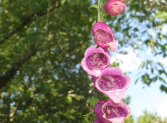 Chez Petit Gust Welkom In En Ardenne Διαμέρισμα