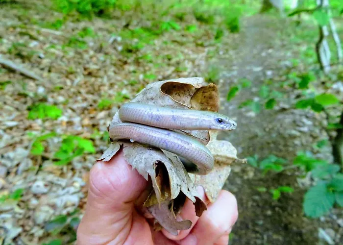 Διαμέρισμα Chez Petit Gust Welkom In En Ardenne La-Roche-en-Ardenne